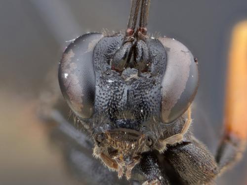 Réf. 267 842 : Pimpla rufipes